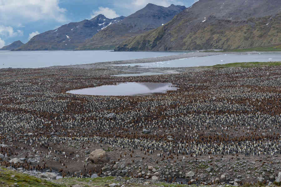 Islas Georgias del Sur 083 - pingüinera.jpg